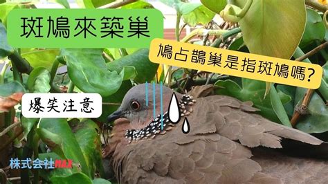 班鳩築巢風水|【斑鳩 風水】斑鳩來家的預兆斑鳩的寓意 